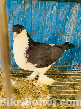 সিরাজী কবুতর